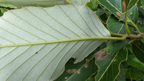 Image of Quercus variabilis by (c) 潘立傑 LICHIEH_PAN, some rights reserved (CC BY)