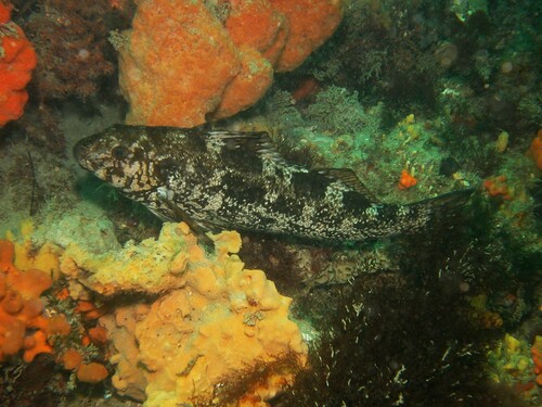 Keke (Aplodactylus arctidens) — Aplodactylidae — 4