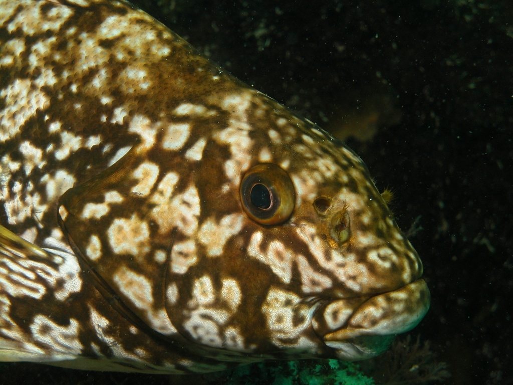 Marblefishes