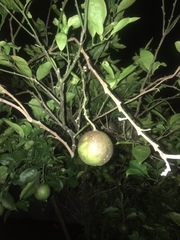 Citrus × aurantium