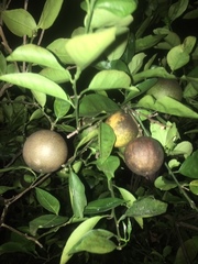 Citrus × aurantium