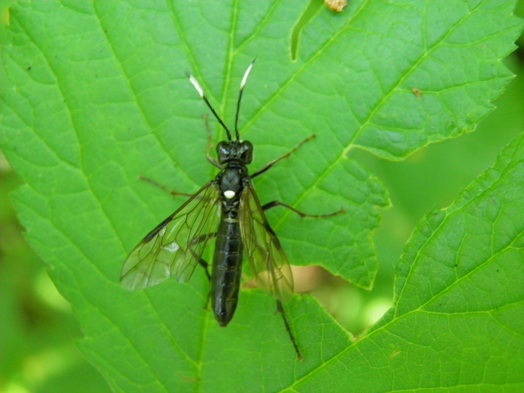 White-spotted Tenthredo