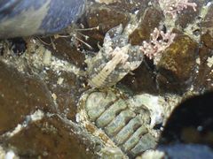 Isocladus armatus