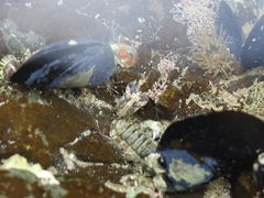 Isocladus armatus