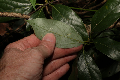 Image of Neolitsea australiensis by (c) Greg Tasney, some rights reserved (CC BY-SA)