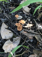 Desarmillaria caespitosa image