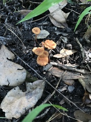 Desarmillaria caespitosa image