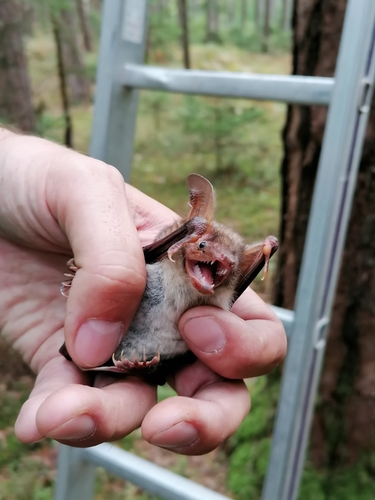 Mouse-eared Bat, 8283, Österreich, photo 7 of 10