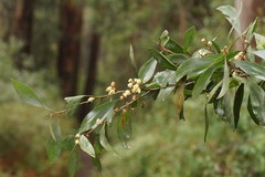 Acacia frigescens