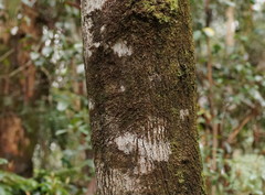Acacia frigescens