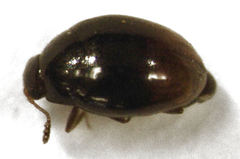 Ephistemus globulus