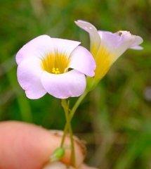 Oxalis obliquifolia image