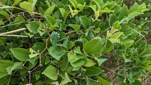China root (Smilax china)