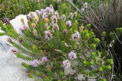 Stilbe ericoides