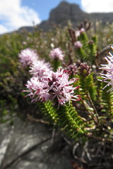 Stilbe ericoides