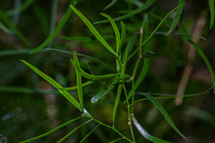 Asparagus falcatus image