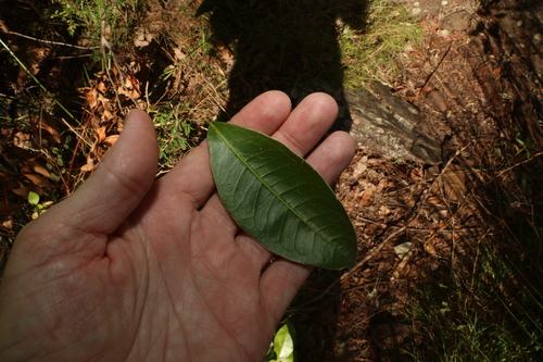 Image of common acronychia by (c) Greg Tasney, some rights reserved (CC BY-SA)