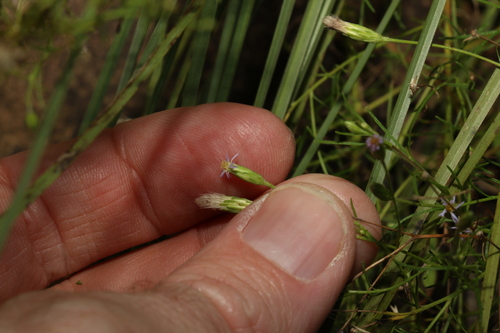 Image of Vittadinia muelleri by (c) Greg Tasney, some rights reserved (CC BY-SA)