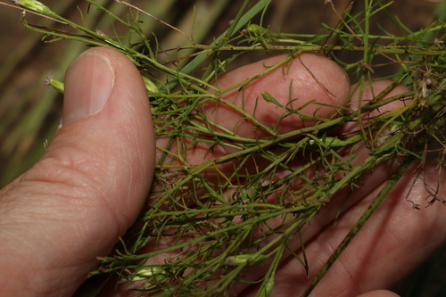 Image of Vittadinia muelleri by (c) Greg Tasney, some rights reserved (CC BY-SA)