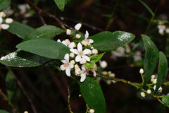 Philotheca myoporoides