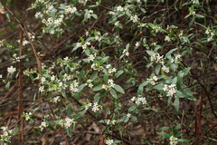 Philotheca myoporoides
