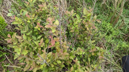 Image of Lindera glauca by (c) 潘立傑 LICHIEH_PAN, some rights reserved (CC BY)
