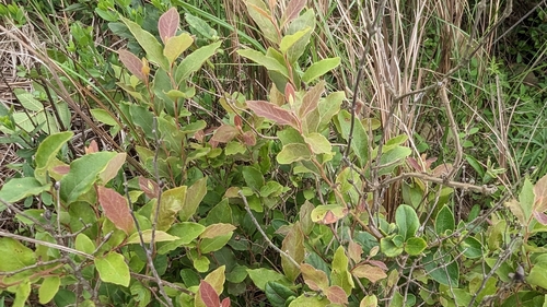 Image of Lindera glauca by (c) 潘立傑 LICHIEH_PAN, some rights reserved (CC BY)