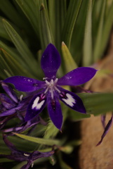 Babiana framesii