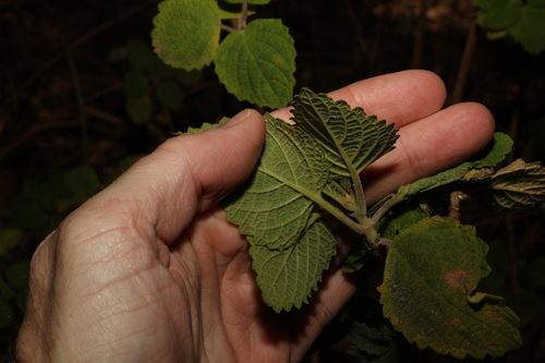 Image of Coleus graveolens by (c) Greg Tasney, some rights reserved (CC BY-SA)