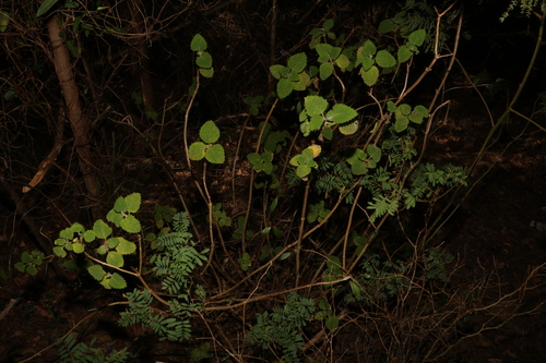 Image of Coleus graveolens by (c) Greg Tasney, some rights reserved (CC BY-SA)