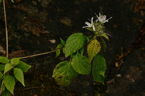 Mellera lobulata image