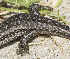 Oligosoma smithi