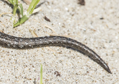 Oligosoma smithi