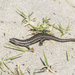 Shore Skink - Photo (c) Oscar Thomas, some rights reserved (CC BY-NC-ND), uploaded by Oscar Thomas