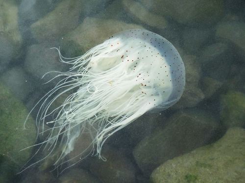 Representative image of Cyaneidae