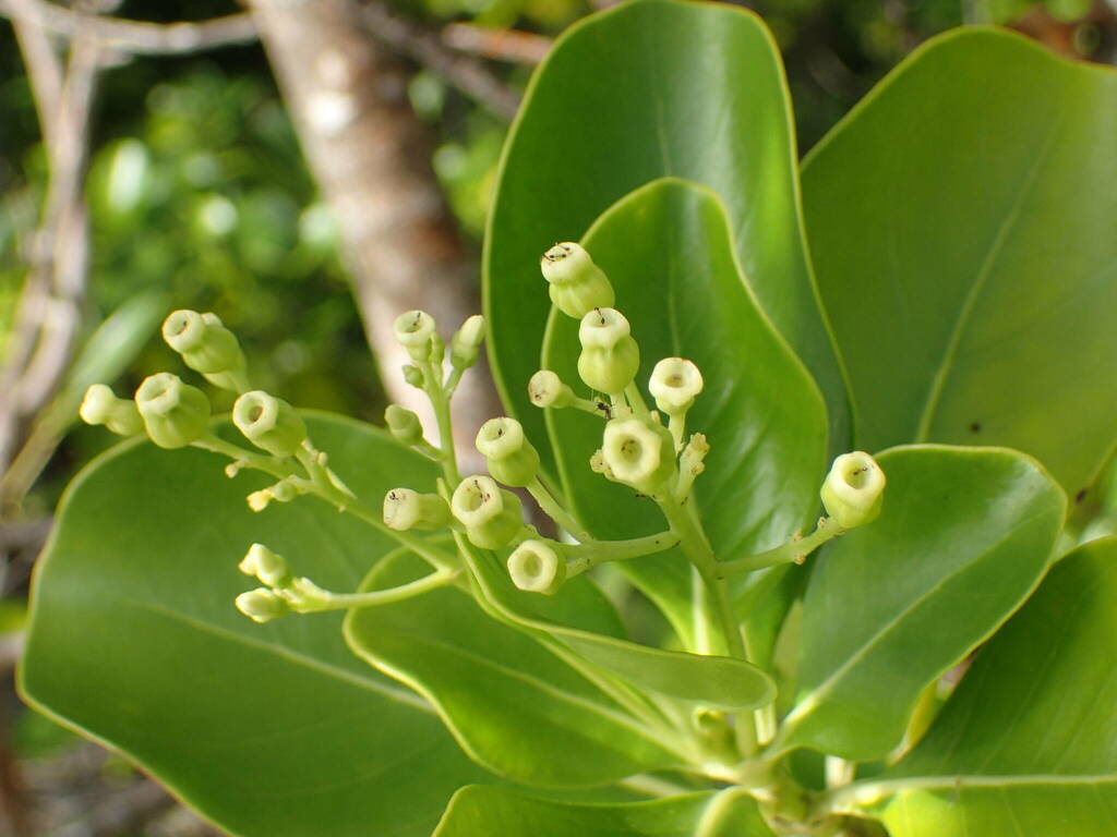 Erithalis odorifera