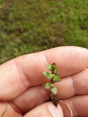 Gratiola sexdentata