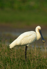 Eurasian Spoonbill photo 6