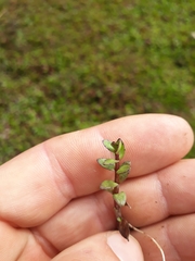 Gratiola sexdentata