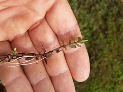 Gratiola sexdentata