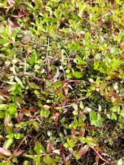 Gratiola sexdentata