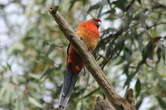 Platycercus elegans adelaidae