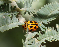 Peltoschema oceanicum