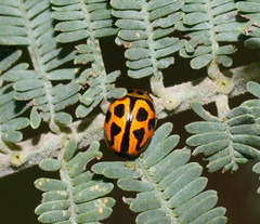 Peltoschema oceanicum