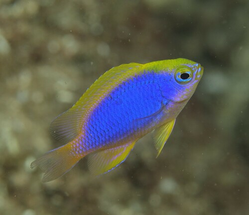 Yellowfin damsel (Chrysiptera flavipinnis) — Pomacentridae — 5
