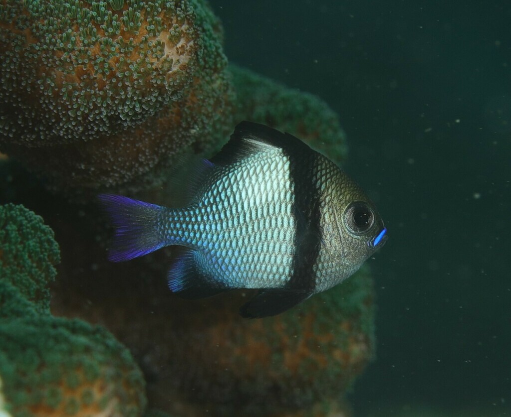 Reticulated Damselfish from Northern Beaches Council, NSW, Australia on