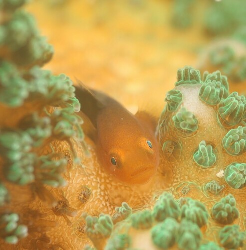 Paragobiodon modestus observed 2023-04-15