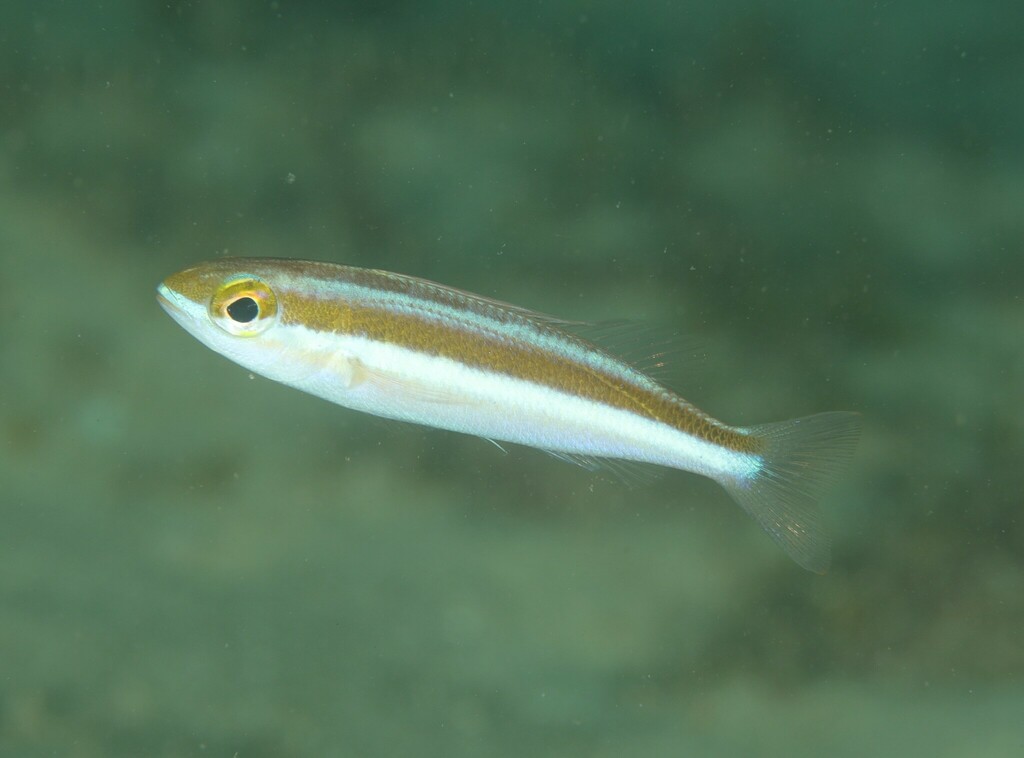 Japanese whiptail (Pentapodus nagasakiensis) — Nemipteridae