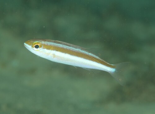 Japanese whiptail (Pentapodus nagasakiensis) — Nemipteridae