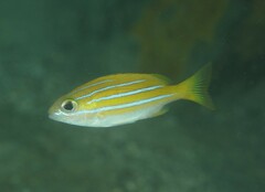 Common Bluestripe Snapper photo 2